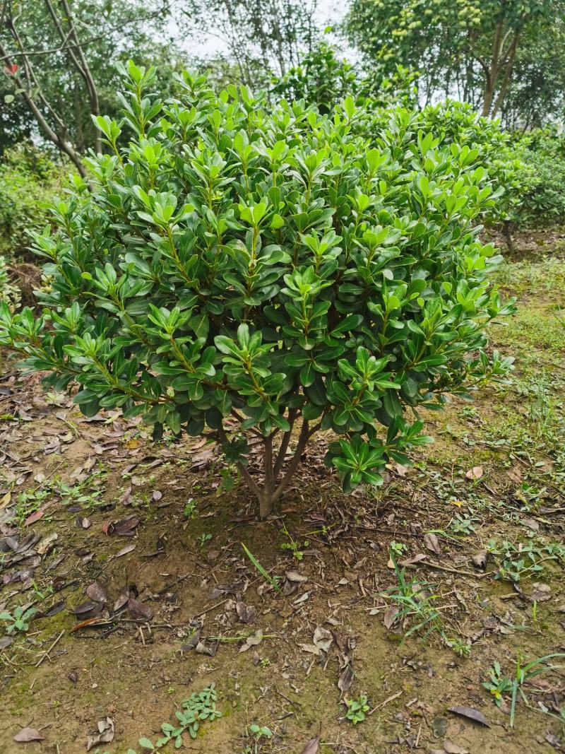 供应海桐球七里香球绿化苗木常绿灌木海桐小苗基地直销