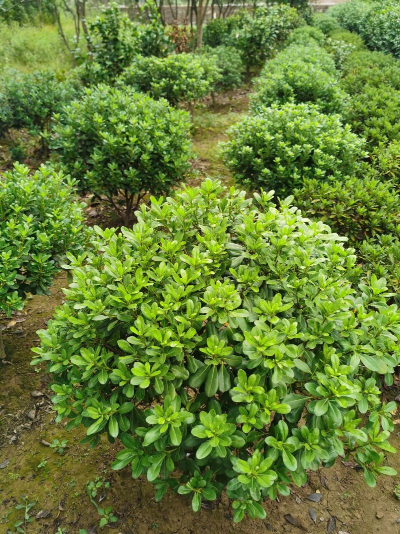 供应海桐球七里香球绿化苗木常绿灌木海桐小苗基地直销