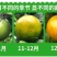 【包邮】正宗广西武鸣皇帝柑现摘现发,产地直发一件代发