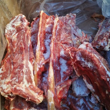 多肉羊蝎子50斤起售量大从优质量保障诚信为本视频看货