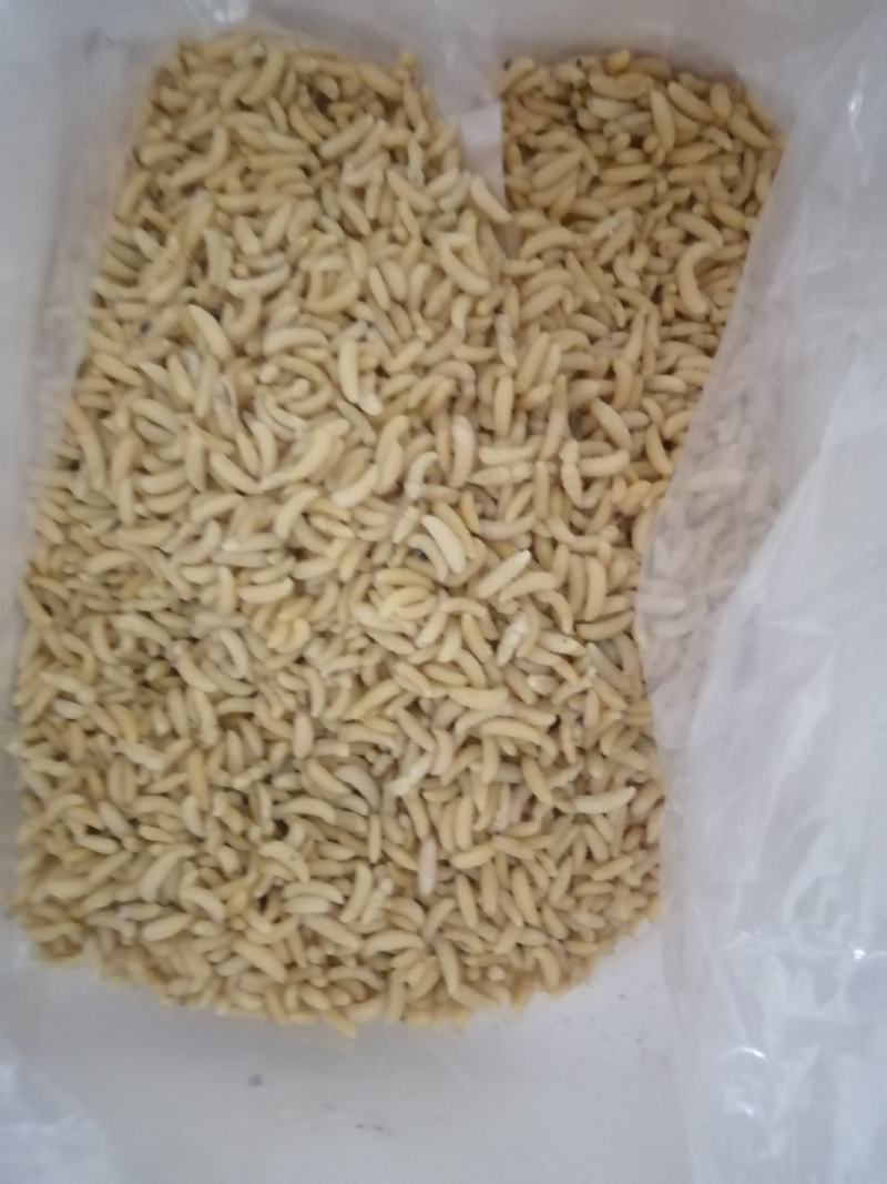 蜂蛹