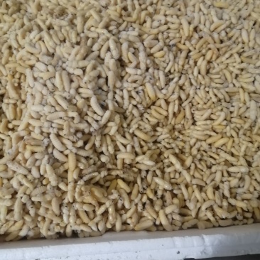 蜂蛹