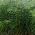 优质杉树苗速生杉木苗基地直发造林绿化园林工程批发