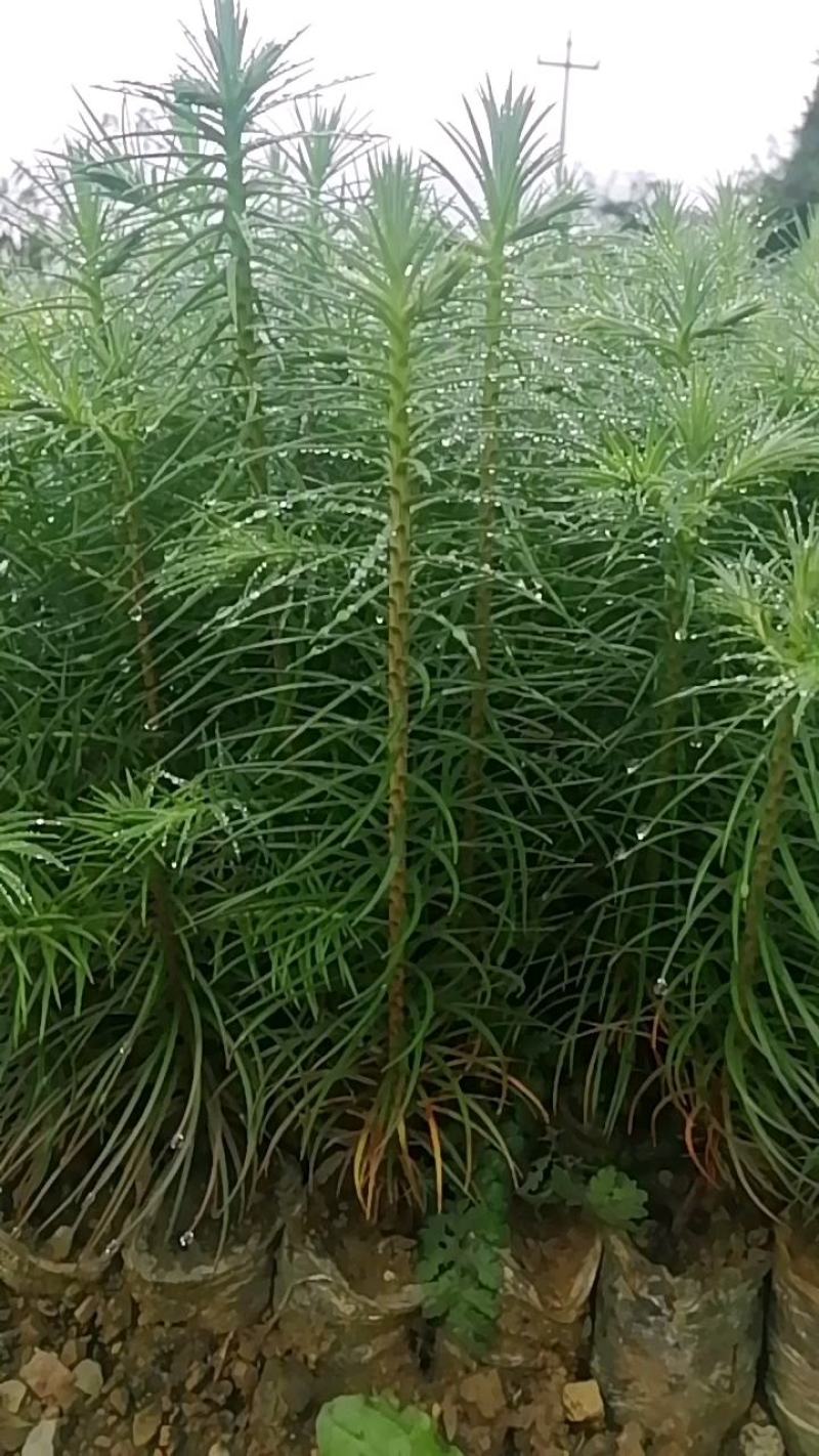 优质杉树苗速生杉木苗基地直发造林绿化园林工程批发