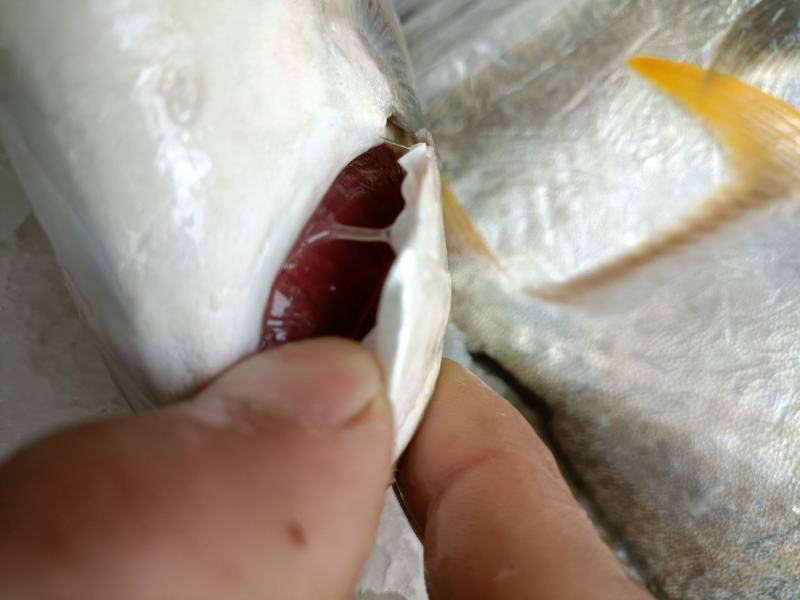 新鲜大金鲳鱼鲳鱼肉鲳平鱼白鲳规格齐全价格实惠欢迎咨询