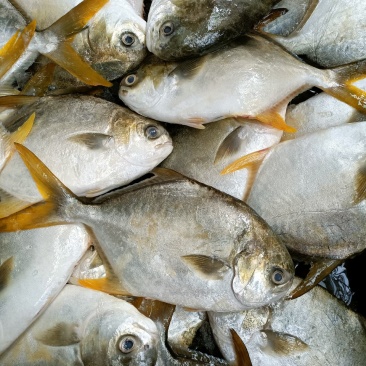新鲜大金鲳鱼鲳鱼肉鲳平鱼白鲳规格齐全价格实惠欢迎咨询