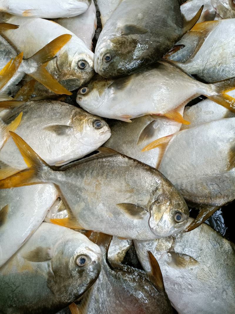 新鲜大金鲳鱼鲳鱼肉鲳平鱼白鲳规格齐全价格实惠欢迎咨询