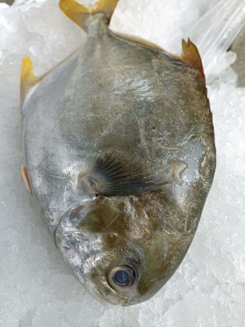 新鲜大金鲳鱼鲳鱼肉鲳平鱼白鲳规格齐全价格实惠欢迎咨询