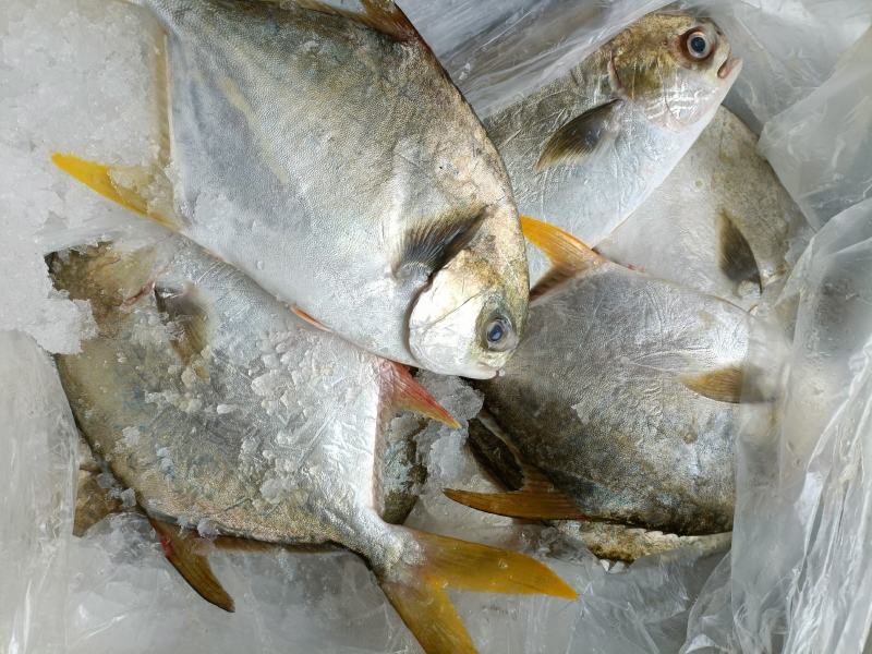 新鲜大金鲳鱼鲳鱼肉鲳平鱼白鲳规格齐全价格实惠欢迎咨询
