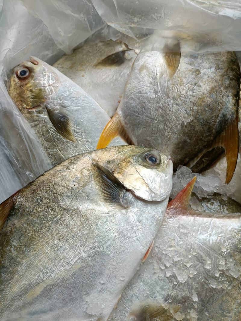 新鲜大金鲳鱼鲳鱼肉鲳平鱼白鲳规格齐全价格实惠欢迎咨询