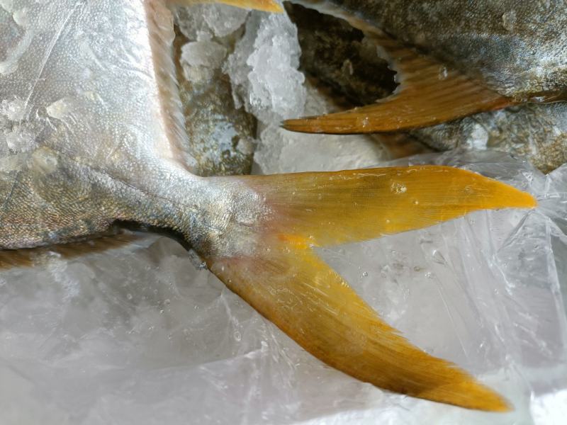 新鲜大金鲳鱼鲳鱼肉鲳平鱼白鲳规格齐全价格实惠欢迎咨询