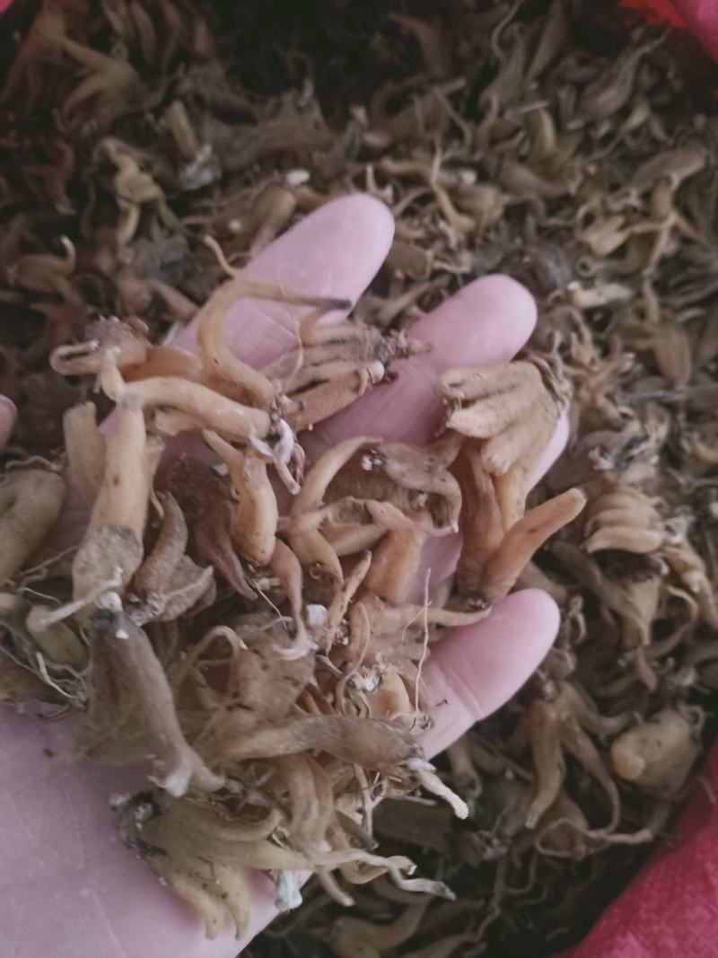 手掌参，手参野生新货质量保证，经营各种中药材欢迎咨询选购