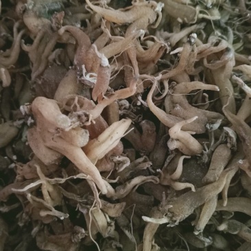 手掌参，手参野生新货质量保证，经营各种中药材欢迎咨询选购