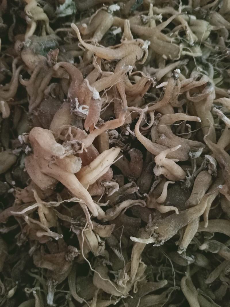 手掌参，手参野生新货质量保证，经营各种中药材欢迎咨询选购