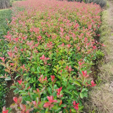 红叶石楠