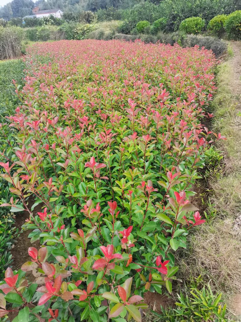 【优选】红叶石楠绿化苗木基地直发量大从优工程苗木