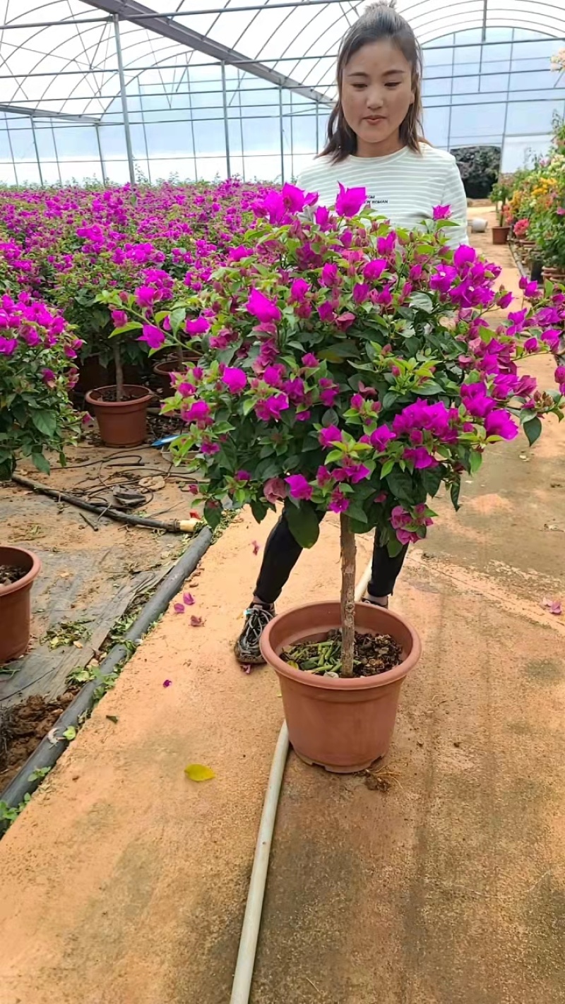 【好货】三角梅三角梅盆景高1米冠幅70苗圃直发