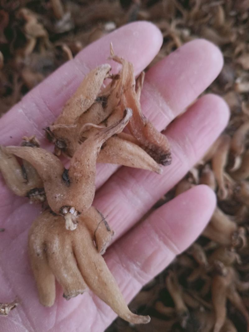手掌参，手参野生新货质量保证，经营各种中药材欢迎咨询选购