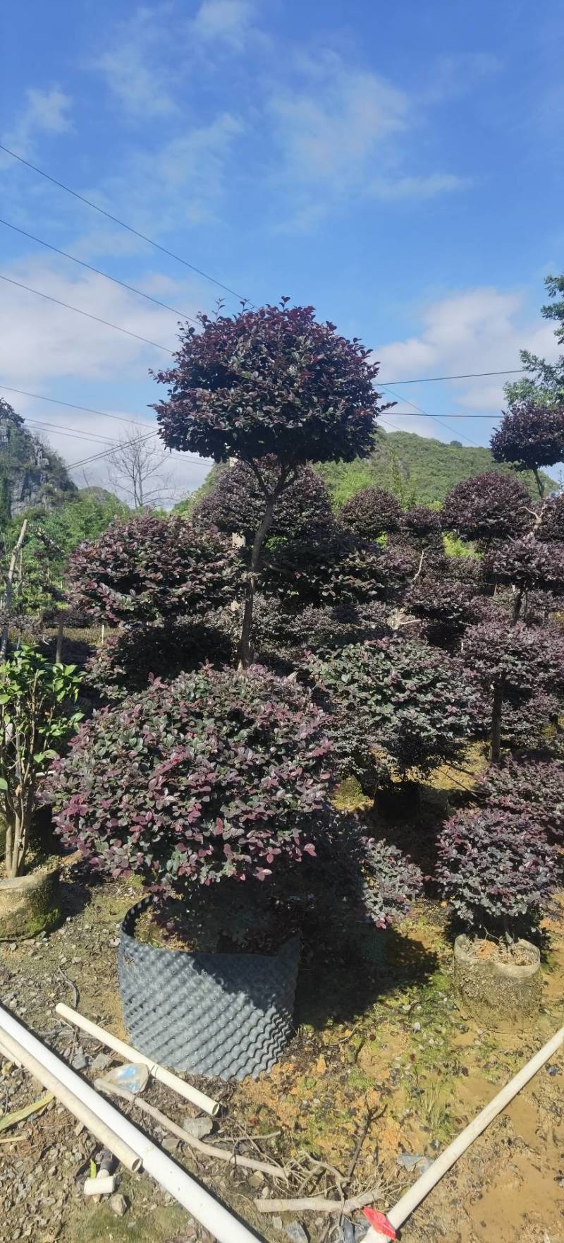 原生造型红继木，大量供应欢迎老板现场看货