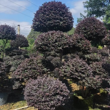 原生造型红继木，大量供应欢迎老板现场看货