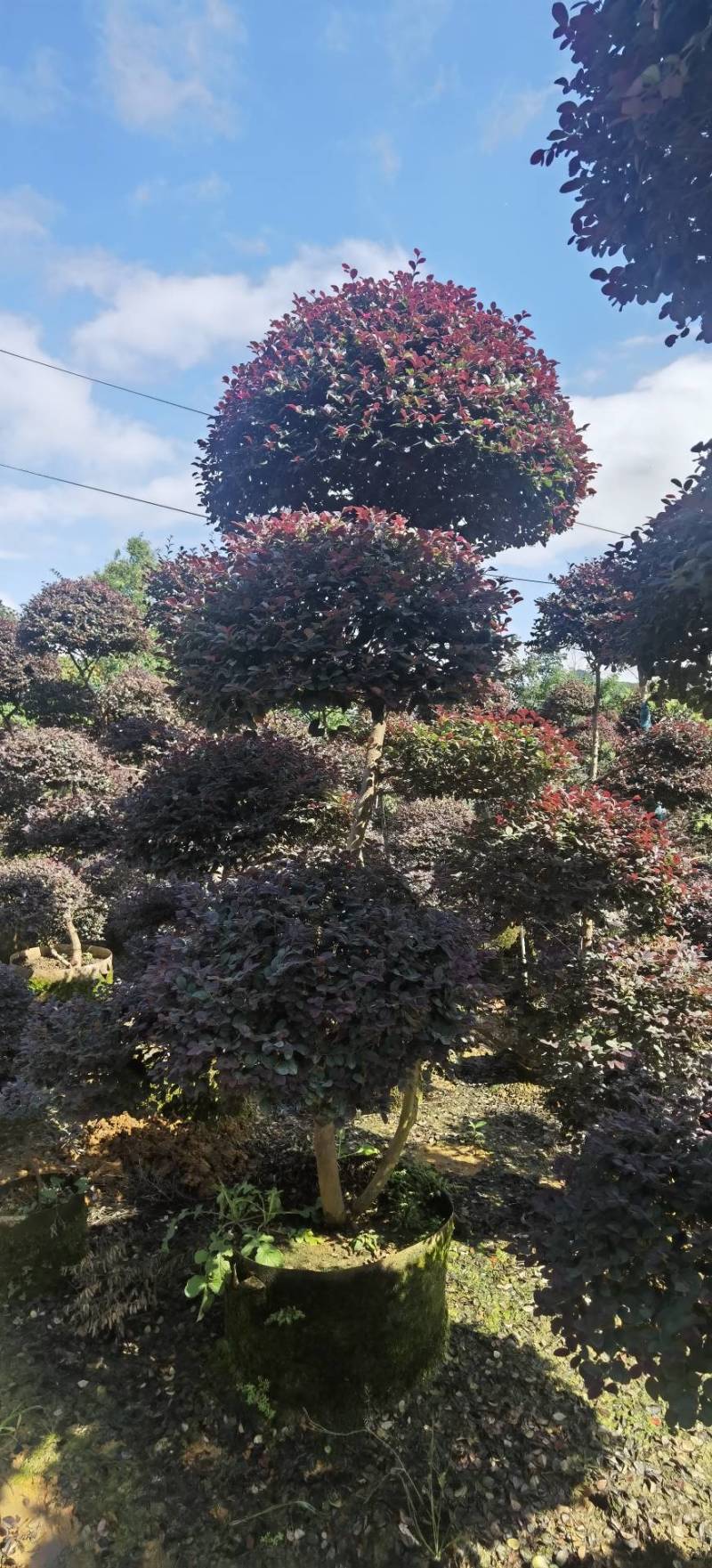 原生造型红继木，大量供应欢迎老板现场看货