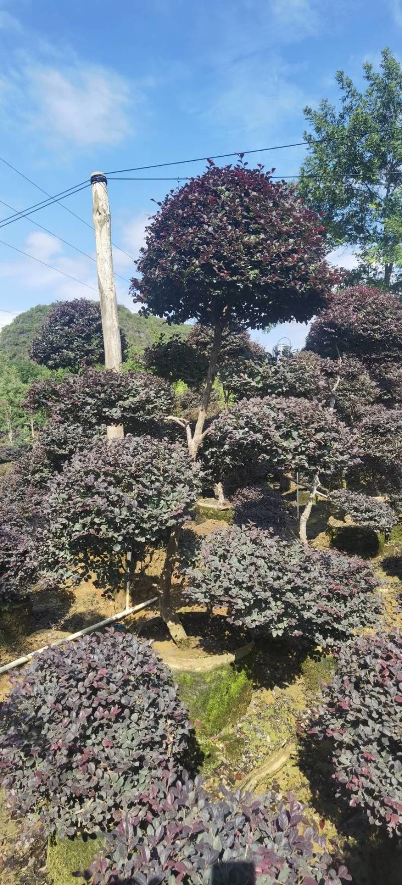 原生造型红继木，大量供应欢迎老板现场看货