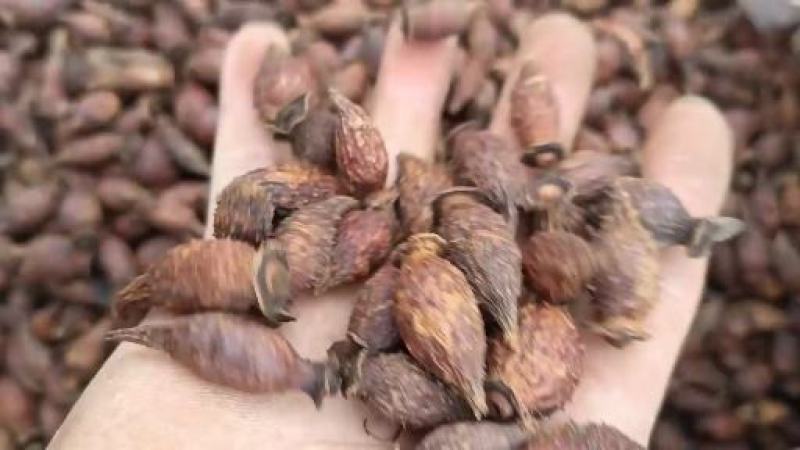 赣南特产乡下无污染过风车的金樱子干，买就送真正赣南脐橙