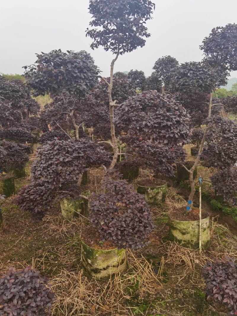 原生造型红继木，大量供应欢迎老板现场看货
