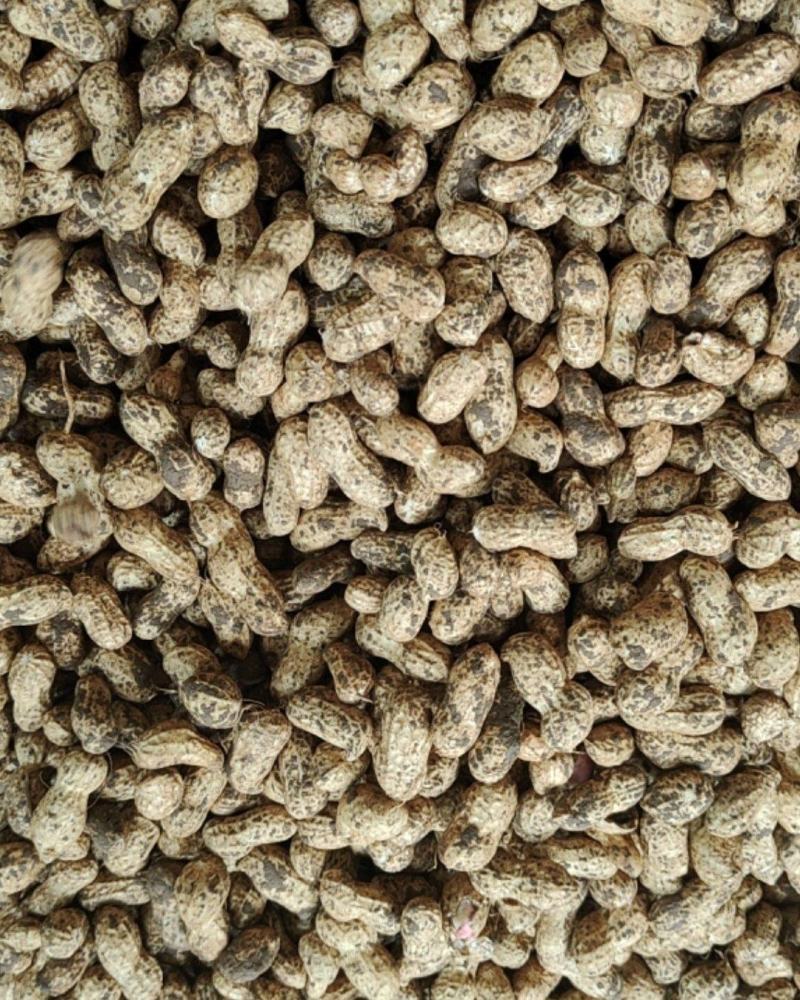 鲜花生小白沙罗汉果，鲁花中白沙电商，超市，市场加工厂