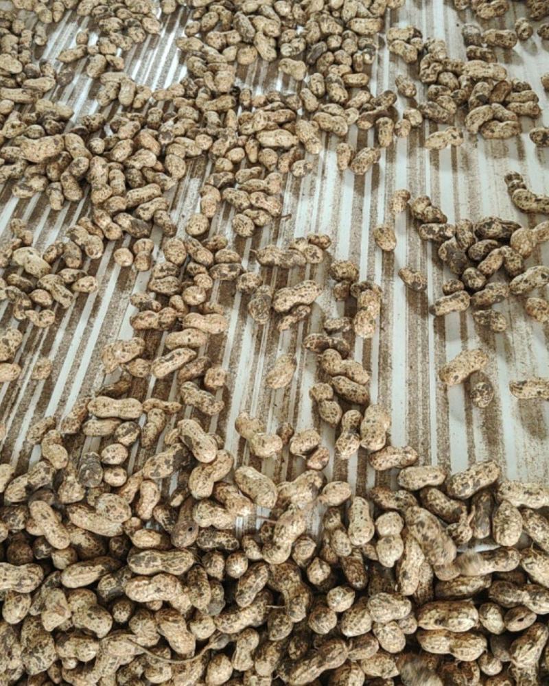 鲜花生小白沙罗汉果，鲁花中白沙电商，超市，市场加工厂