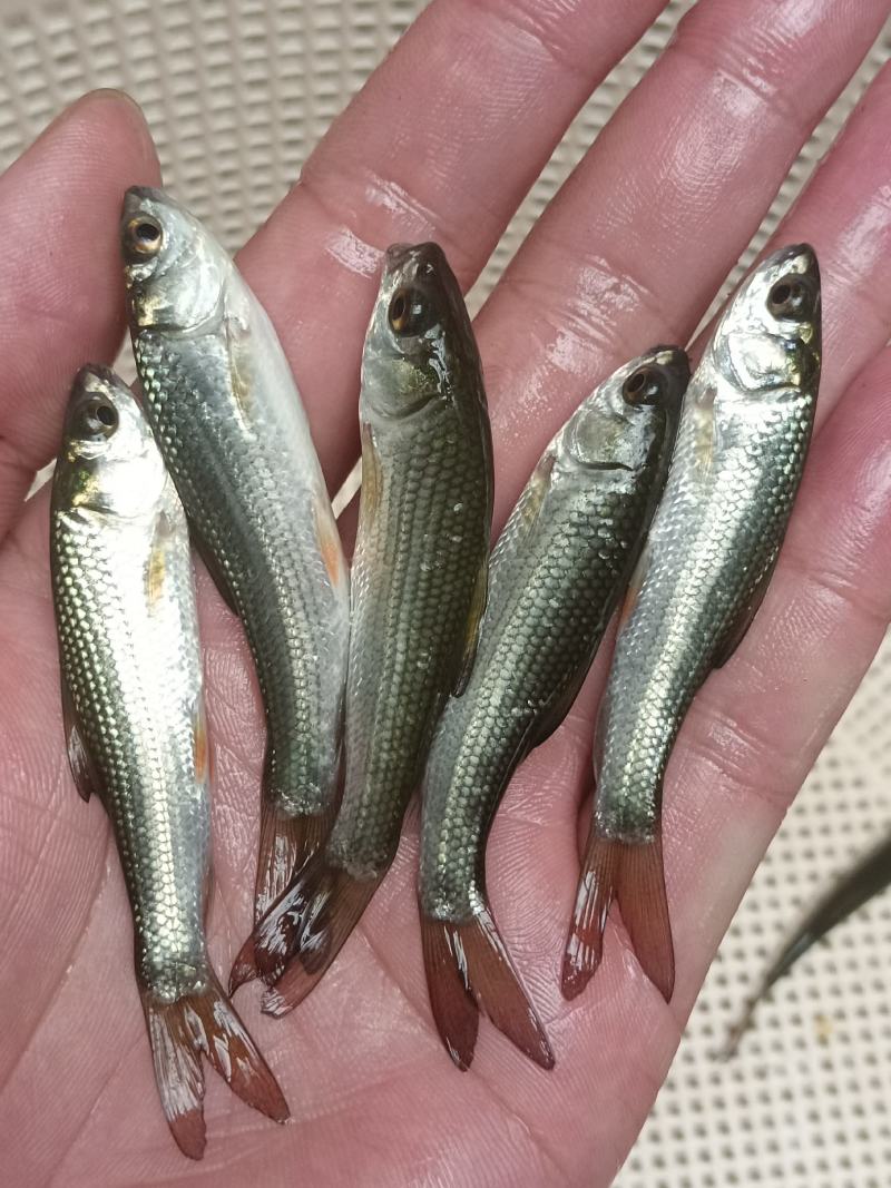 [大量批发]土鲮鱼苗、麦鲮鱼苗、鲮鱼水花、量大从优