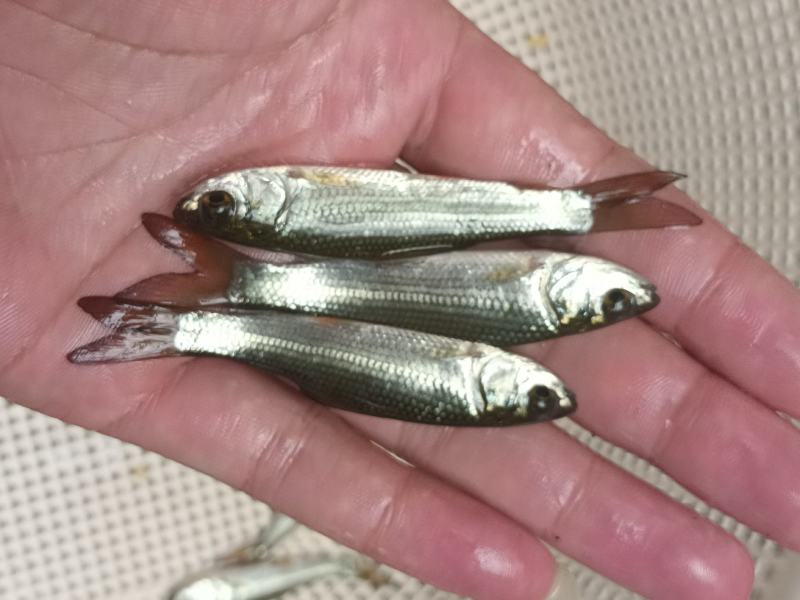 [大量批发]土鲮鱼苗、麦鲮鱼苗、鲮鱼水花、量大从优