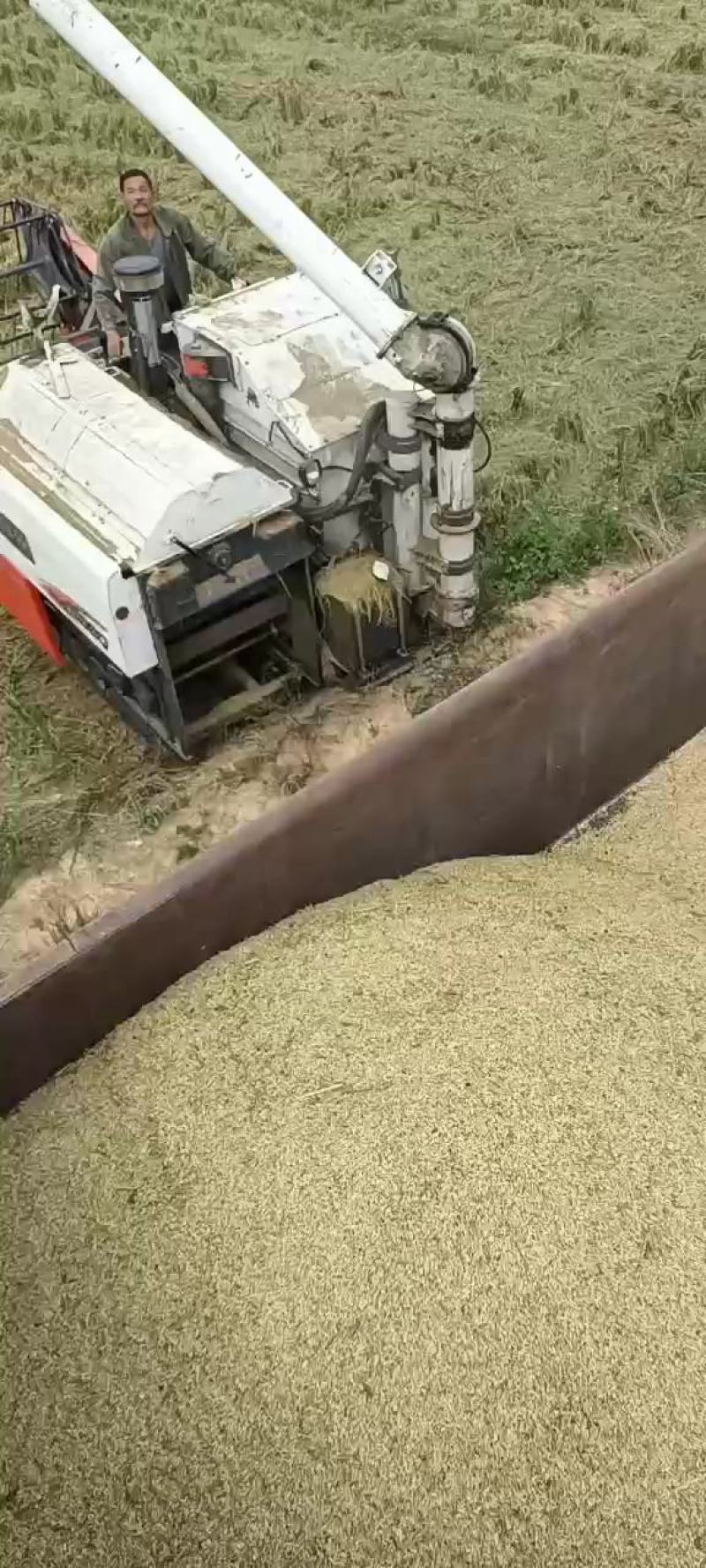 赣南自产自销农家大米，随订随机，保证新鲜