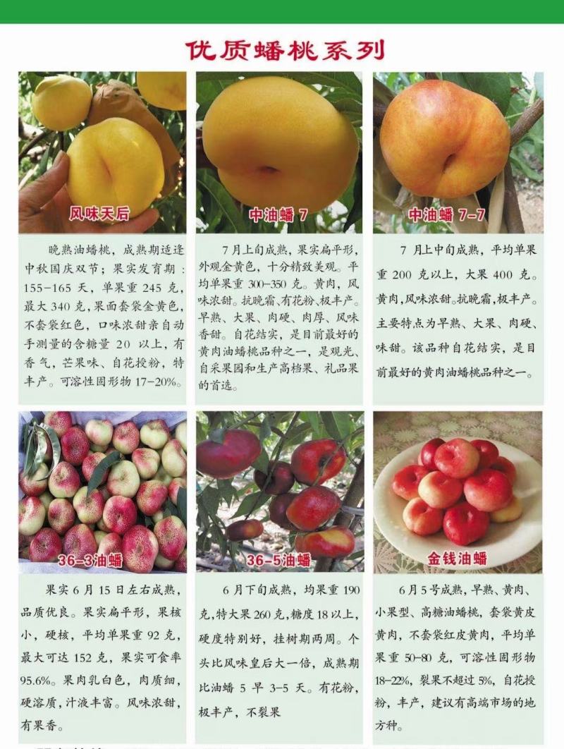 桃树苗自家一手货源价格低货量大品种多规格齐无病害可检验