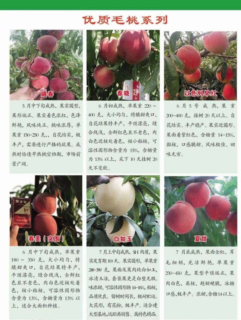 桃树苗自家一手货源价格低货量大品种多规格齐无病害可检验