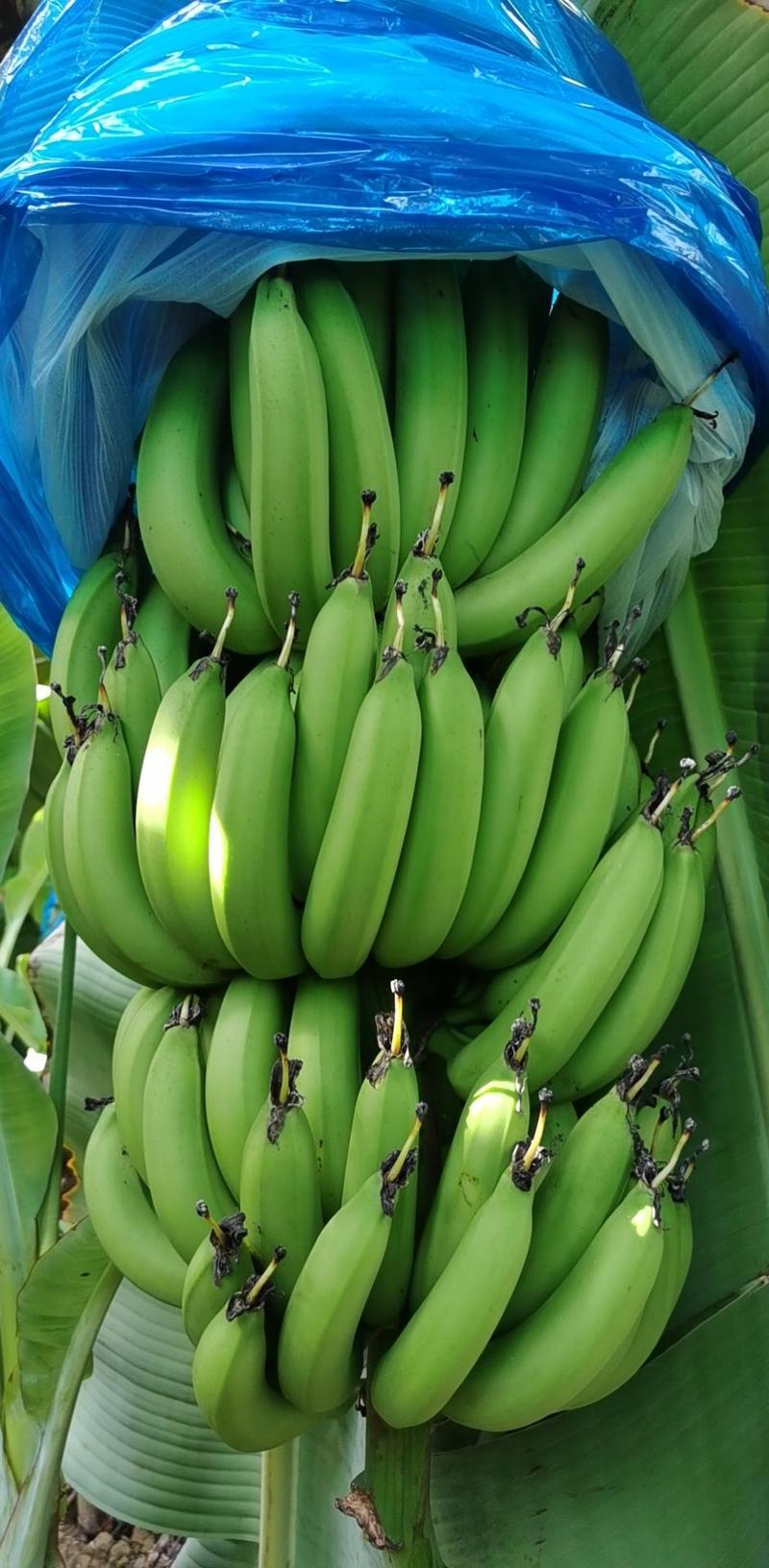 广东香蕉基地，原产地一手货源，诚信为本，质量保证。