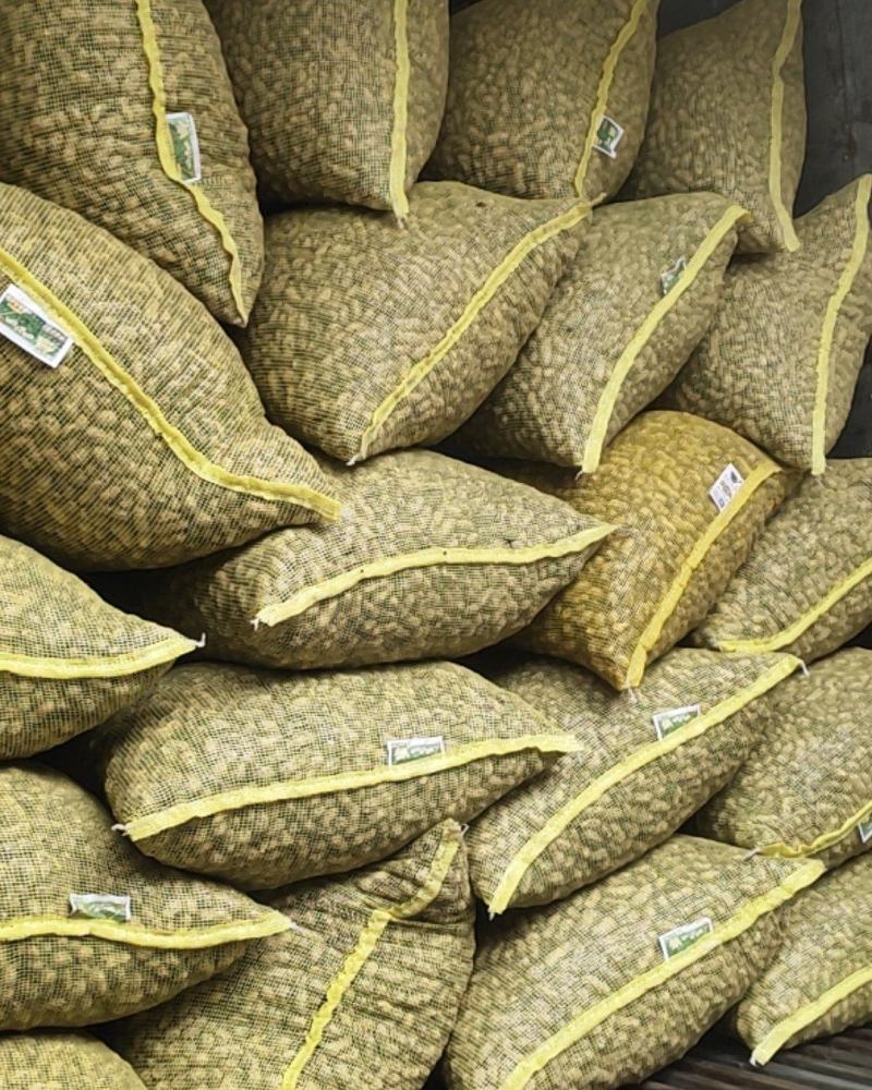 小白沙鲜花生大白沙小鲁花湿花生大量批发市场电商档口加工厂