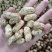 小白沙鲜花生大白沙小鲁花湿花生大量批发市场电商档口加工厂