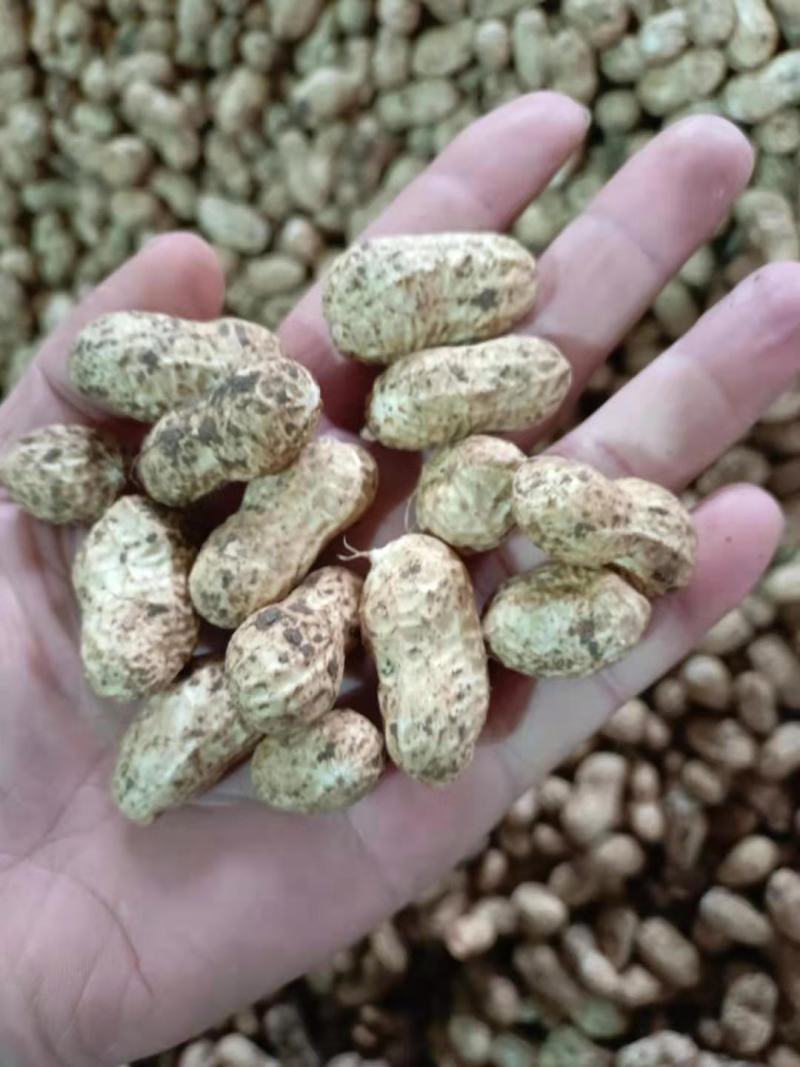 小白沙鲜花生大白沙小鲁花湿花生大量批发市场电商档口加工厂