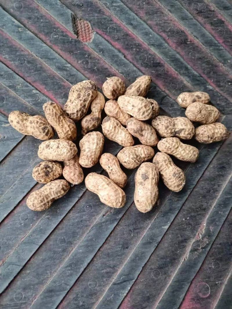 小白沙鲜花生大白沙小鲁花湿花生大量批发市场电商档口加工厂
