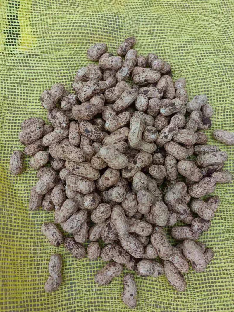 小白沙鲜花生大白沙小鲁花湿花生大量批发市场电商档口加工厂