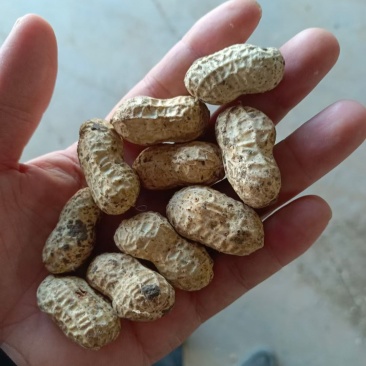 小白沙鲜花生大白沙小鲁花湿花生大量批发市场电商档口加工厂