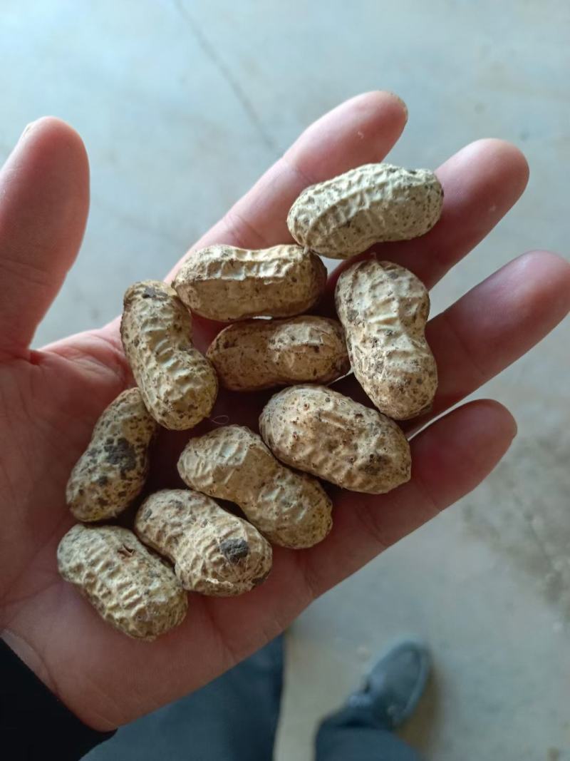 小白沙鲜花生大白沙小鲁花湿花生大量批发市场电商档口加工厂