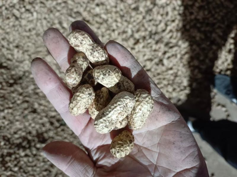 小白沙鲜花生大白沙小鲁花湿花生大量批发市场电商档口加工厂