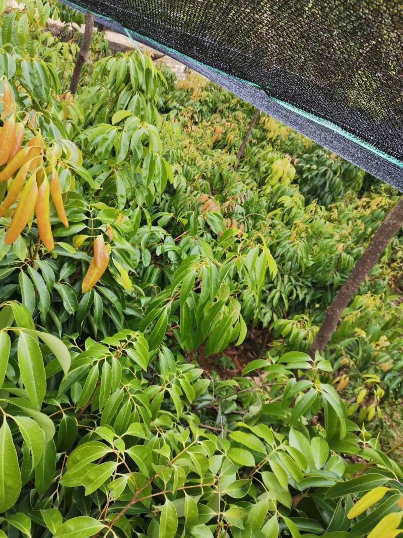 桂味荔枝仙进奉苗大量供应量大从优品质保证