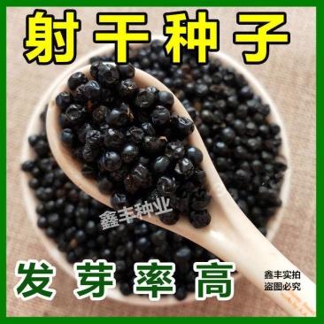 新产射干种子射干籽射干花子种籽测试发芽四季播种