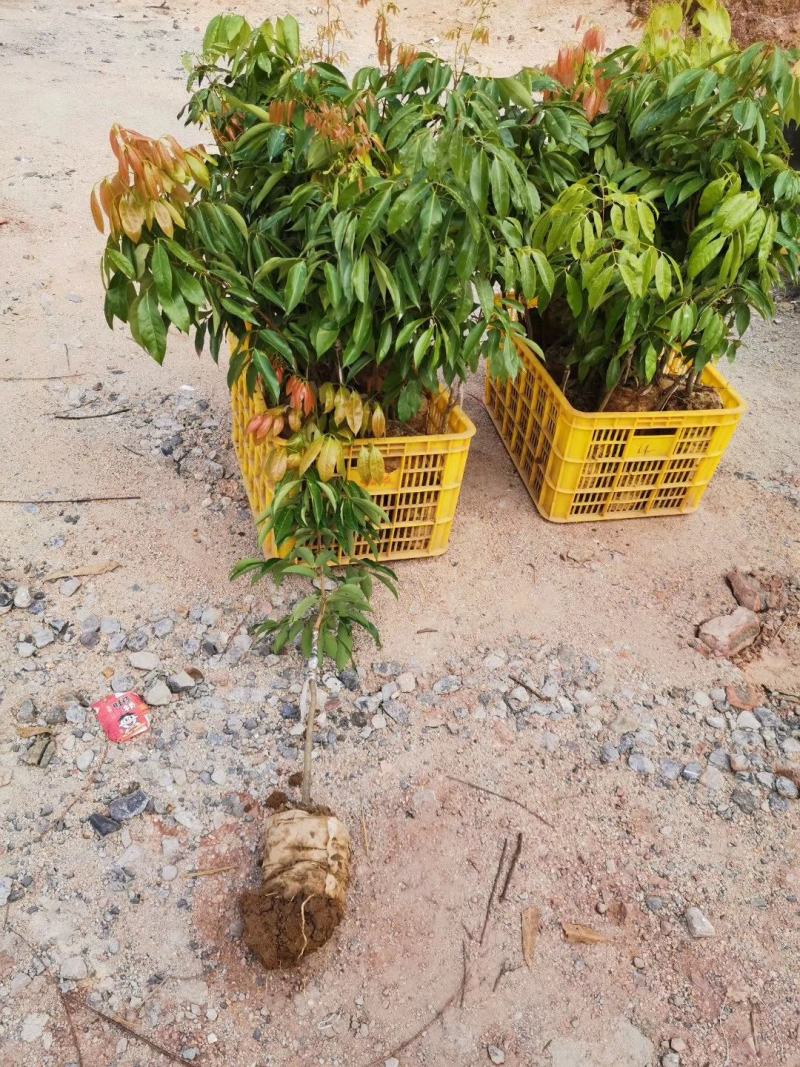 桂味荔枝仙进奉苗大量供应量大从优品质保证