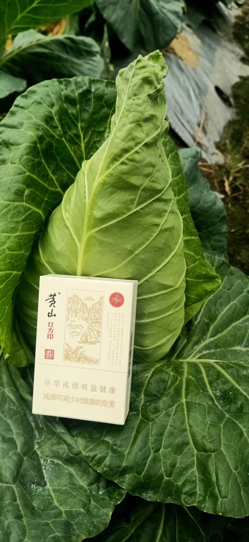 鸡心甘蓝牛心甘蓝尖尖莲白