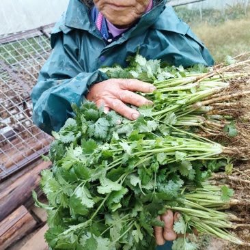 贵州贵阳本地大叶香菜