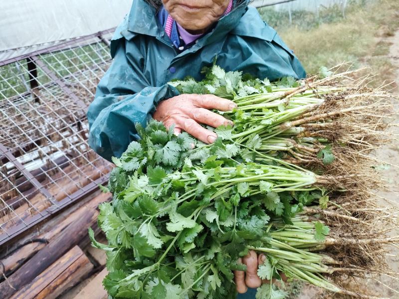 贵州贵阳本地大叶香菜